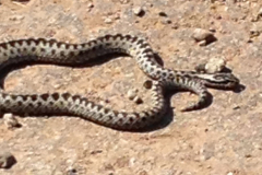 Adder