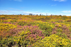 Dartmoor