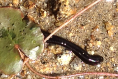 Leech