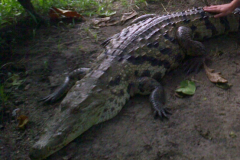 Hand on Crocodile