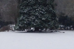 Winter Park, Tree