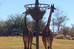 Giraffe, Phoenix Zoo