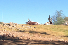 Phoenix Zoo