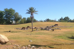 Phoenix Zoo