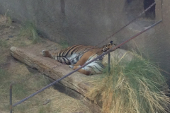 Tiger, Phoenix Zoo