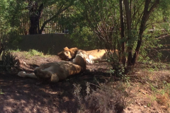 Lion, Phoenix Zoo