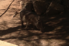 Phoenix Zoo