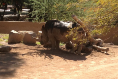 Rhino, Phoenix Zoo