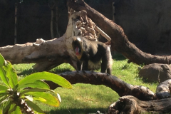 Phoenix Zoo
