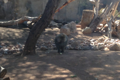 Phoenix Zoo