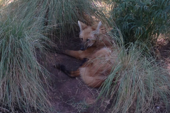 Phoenix Zoo