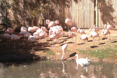 Flamingos, Phoenix Zoo