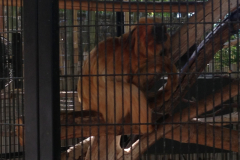Phoenix Zoo