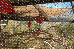 Phoenix Zoo