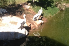 Phoenix Zoo