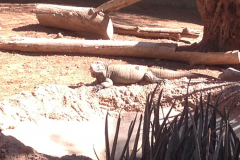 Phoenix Zoo