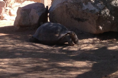 Tortoise, Phoenix Zoo