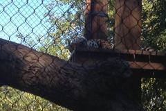 Phoenix Zoo