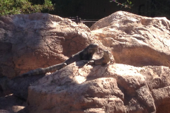Phoenix Zoo