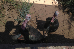 Vulchers, Phoenix Zoo