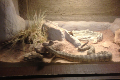 Phoenix Zoo