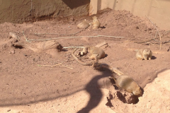 Phoenix Zoo