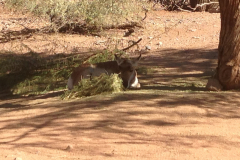 Phoenix Zoo